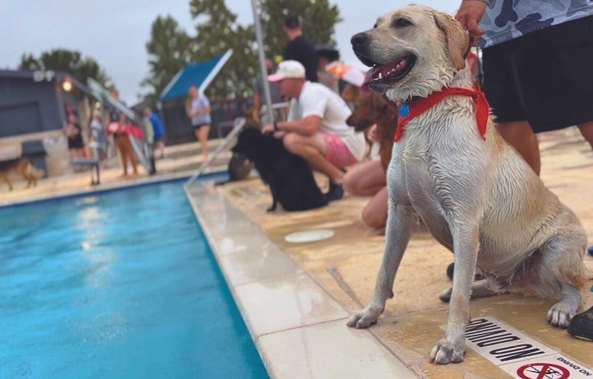 A wet yellow Labrador in a red bandana sits at the edge of a pool as other dogs and owners gather along the deck.
